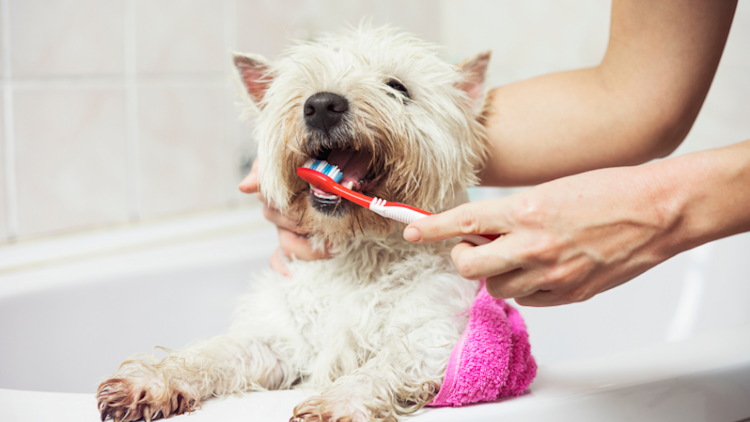Is Pet Dental Cleaning Worth It? Costs, Risks, and Benefits Explained