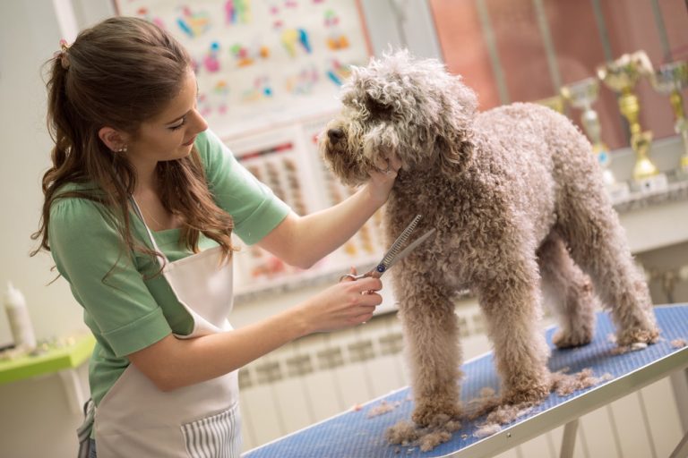 Best Budget-Friendly Pet Grooming Services Near You (2025 Guide)