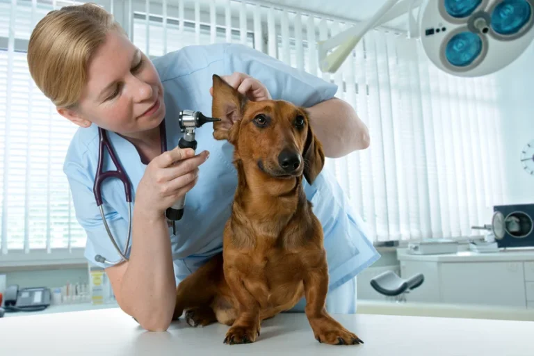 10 Common Pet Health Issues and How Much They Really Cost to Treat
