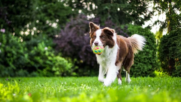 Why Your Pet Needs Liability Insurance (And What It Actually Covers)