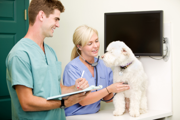 How to File a Pet Insurance Claim Successfully (With Real Examples)