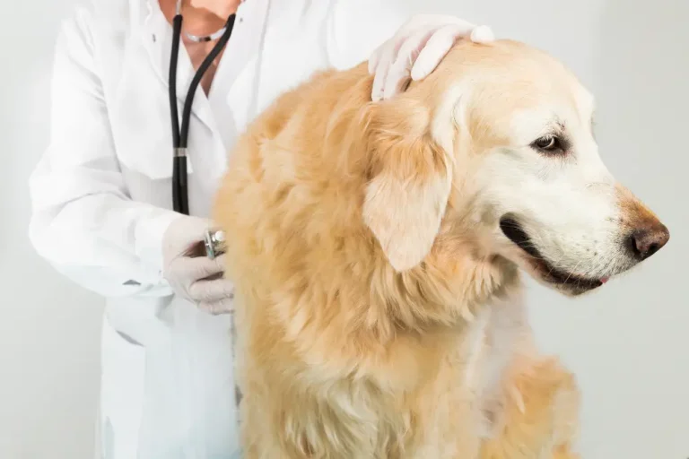 The Ultimate Guide to Pet Insurance: What Every Pet Owner Needs to Know in 2025