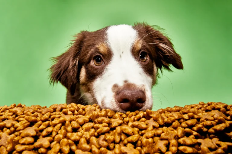 Best Organic Dog Foods of 2025: Top Vet-Recommended Brands Reviewed