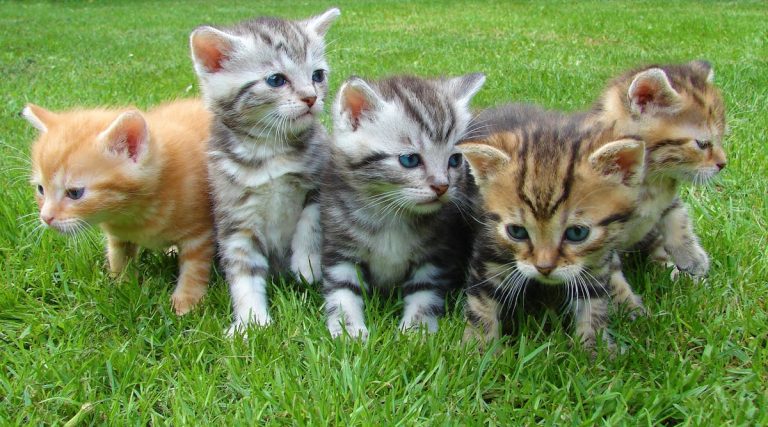 When a Pet Comes Into Our Life
