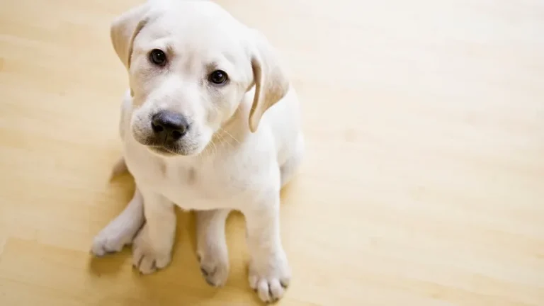 The Real Cost of Owning a Dog in 2025: Budgeting for Food, Vets & Insurance