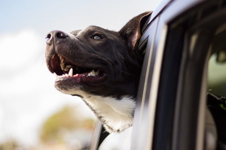 Pet Travel Insurance Explained: What It Covers and Why You Might Need It