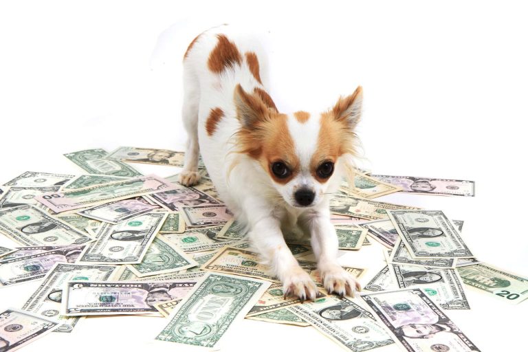 How to Save Money on Pet Medications: Tips, Coupons & Online Pharmacies