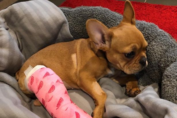 Her Legs Were Broken, but Her Spirit Wasn’t — A Rescue Story You’ll Never Forget