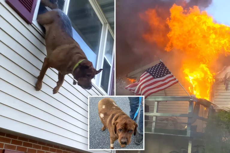 Rescued from a Burning House, This Dog’s Recovery Will Melt Your Heart