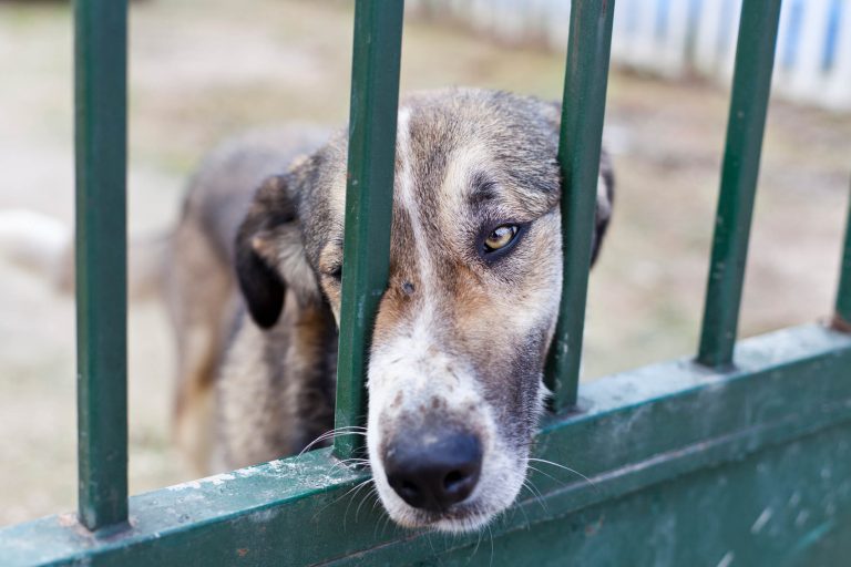 After Months in Chains, This Dog’s First Walk Was a Tearjerker