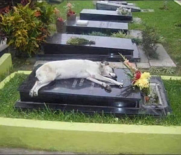 She Sat Beside His Grave for 7 Years—A Dog’s Unbreakable Bond