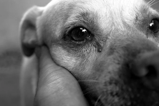Dog Realizes She’s Been Adopted—Then They See Tears Pouring Down Her Face