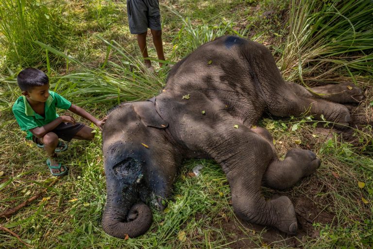 He Carried His Blind Brother for Miles—The Story of Two Orphaned Elephants