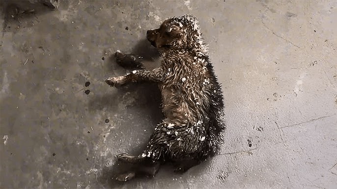 Found Alone and Frozen, This Rescue Puppy Refused to Give Up