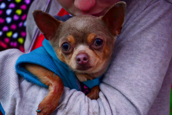 No One Wanted Him Because He Was ‘Ugly’—Until a Little Girl Hugged Him