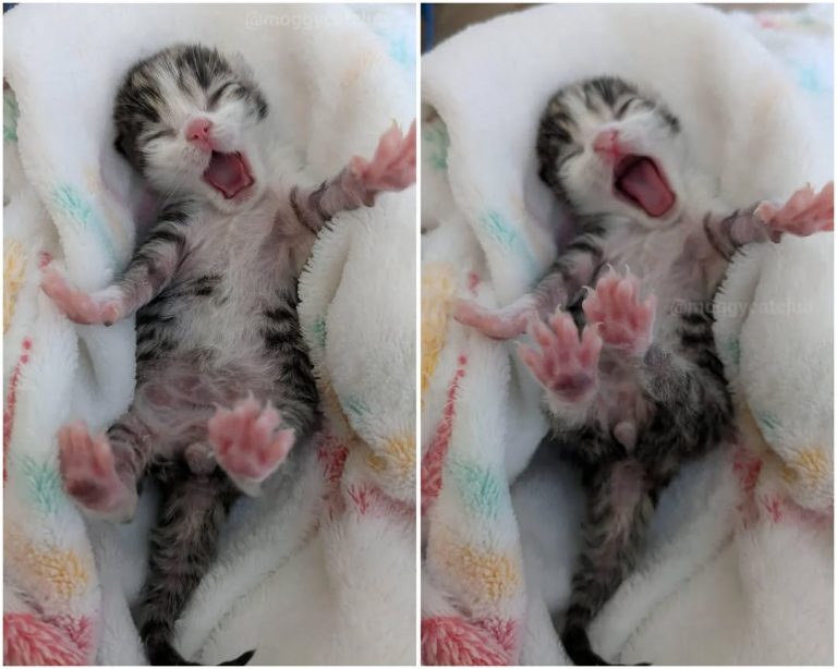 Left in a Cardboard Box, This Kitten’s Cry Changed a Stranger’s Life Forever