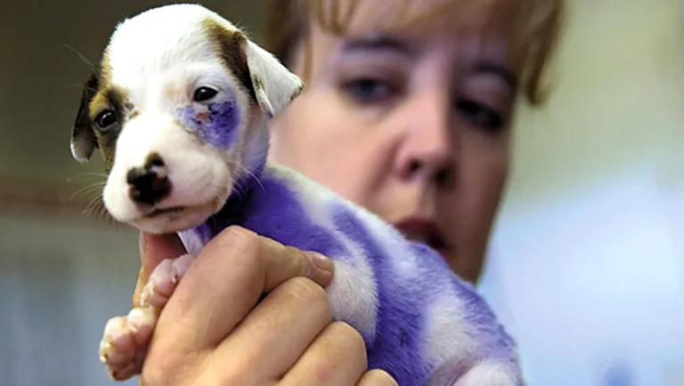 Left for Dead in a Dumpster, This Puppy’s Fight for Life Inspired a Whole Community