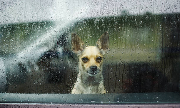 He Waited by the Train Station Every Day—Not Knowing His Owner Was Never Coming Back