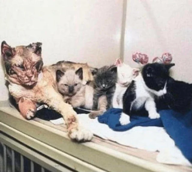 She Lost Everything in the Fire—Except the Cat Who Dragged Her Out