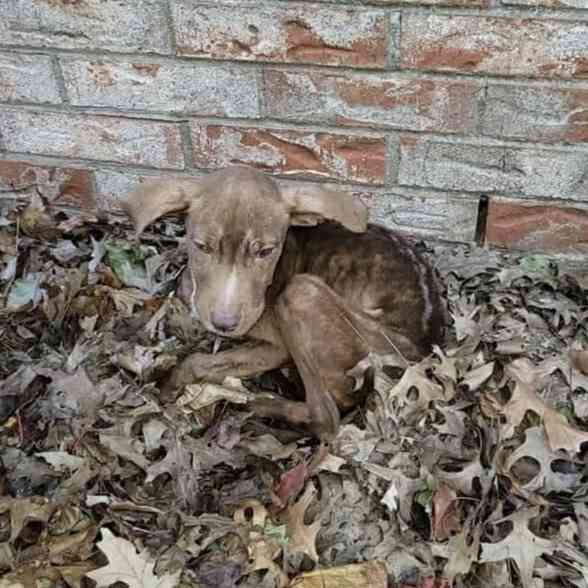 Abandoned and Starving, She Was Found Shivering—What Happened Next Was a Miracle