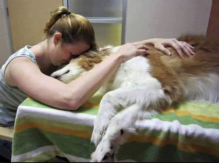 She Held His Paw Until the End—A Final Goodbye That Shook the Vet Clinic